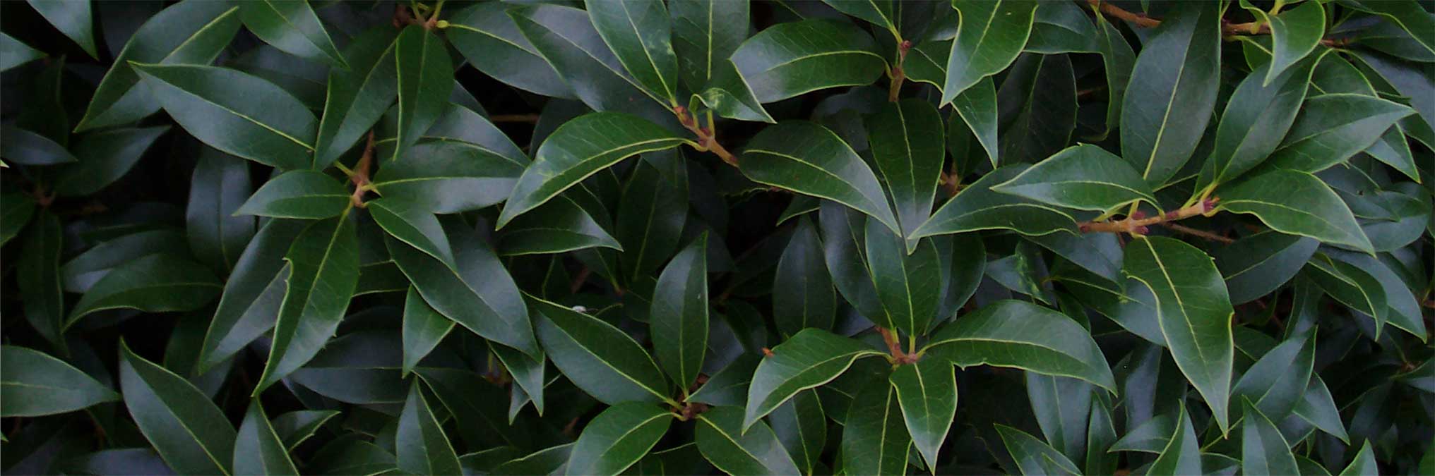 Kirk Davis Nursery