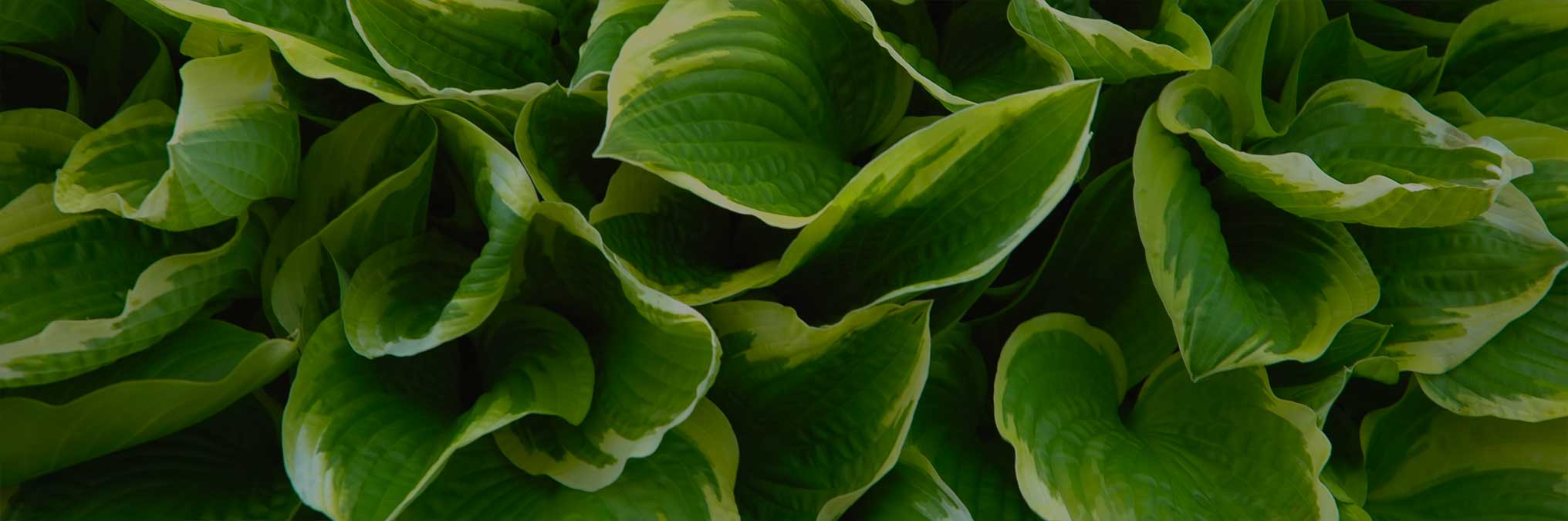 Kirk Davis Nursery