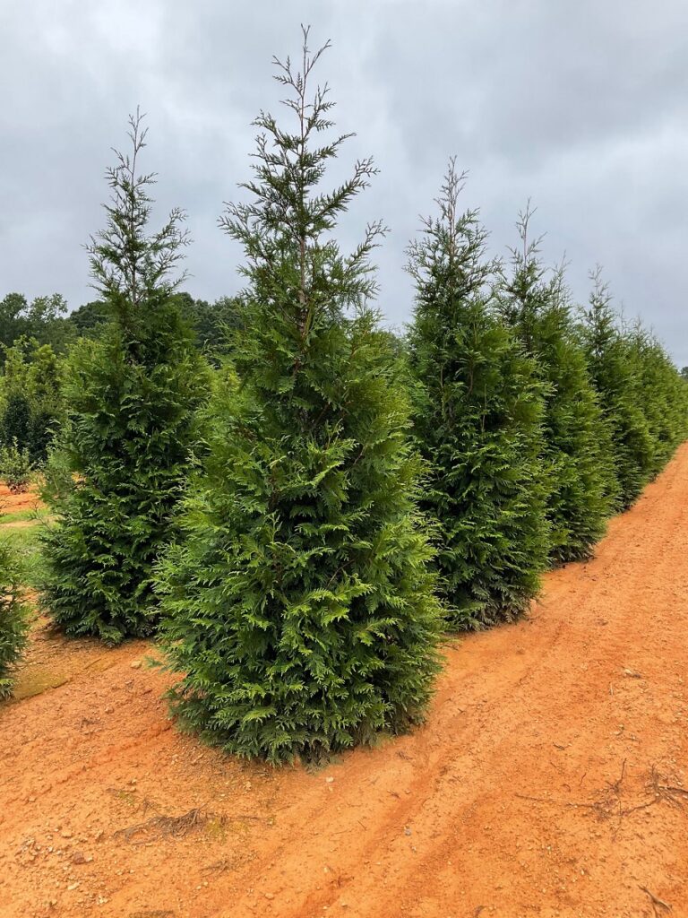 Arborvitae 'Green Giant'