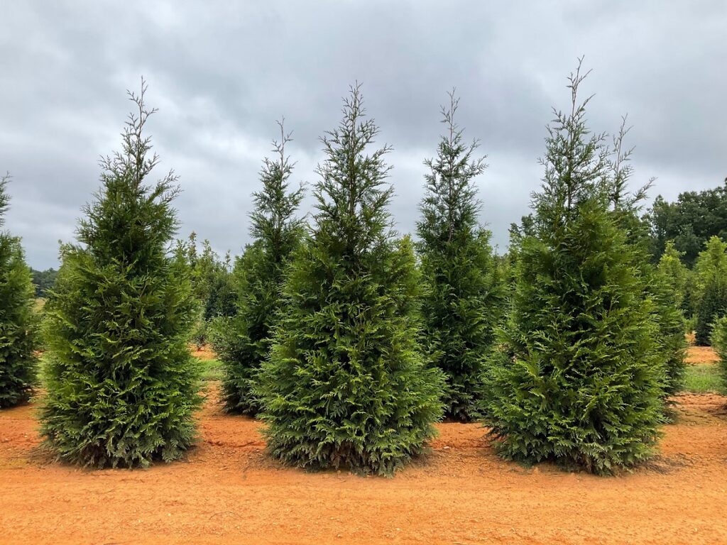Arborvitae 'Green Giant'