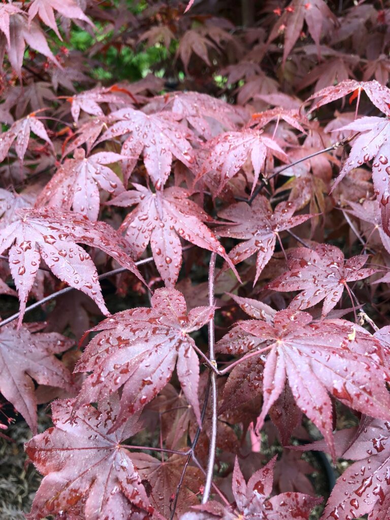 Close-up of deep red Japanese Maple 'Bloodgood' leaves with water droplets.