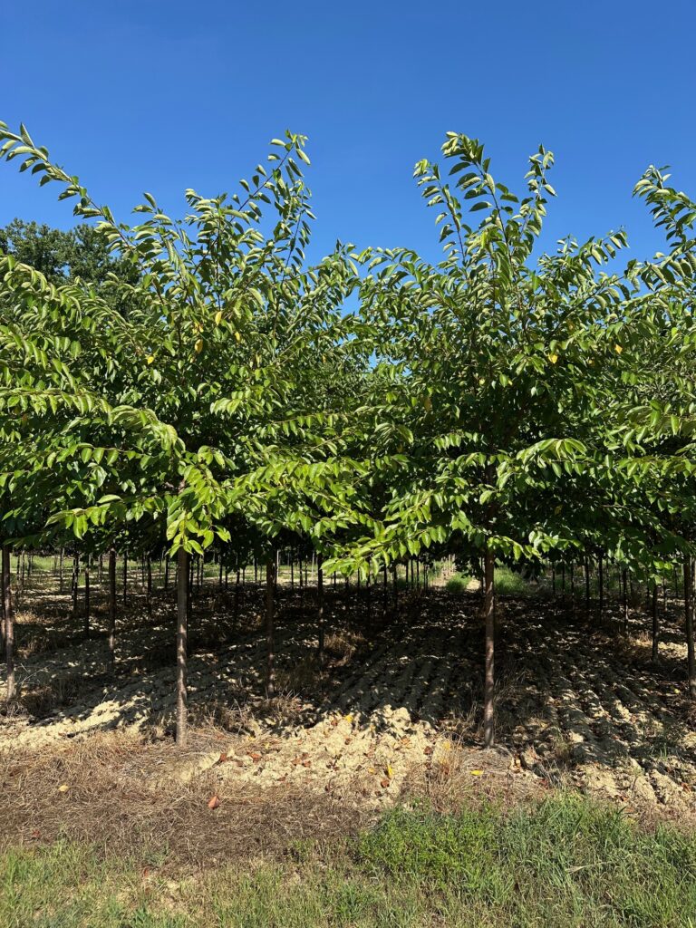 Cherry 'Yoshino'