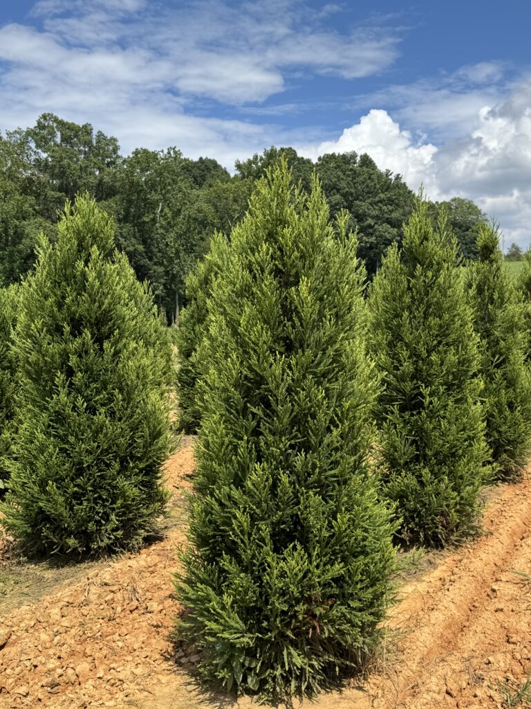 Cryptomeria 'Radicans'