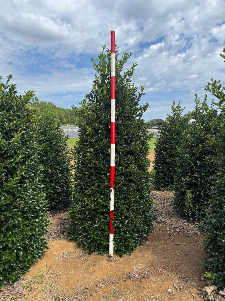 Holly 'Wirt L. Winn'