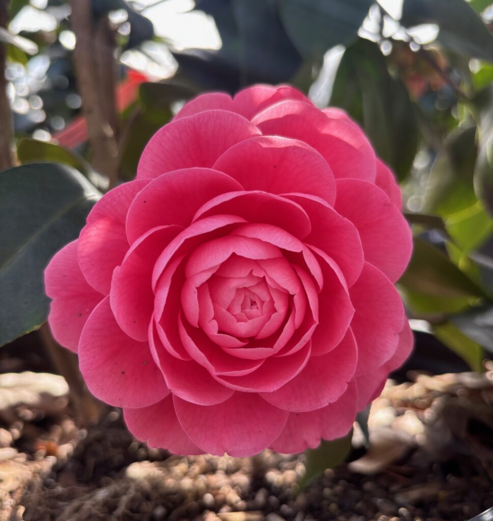 Bright pink Camellia 'Jack's' bloom with perfectly layered petals.