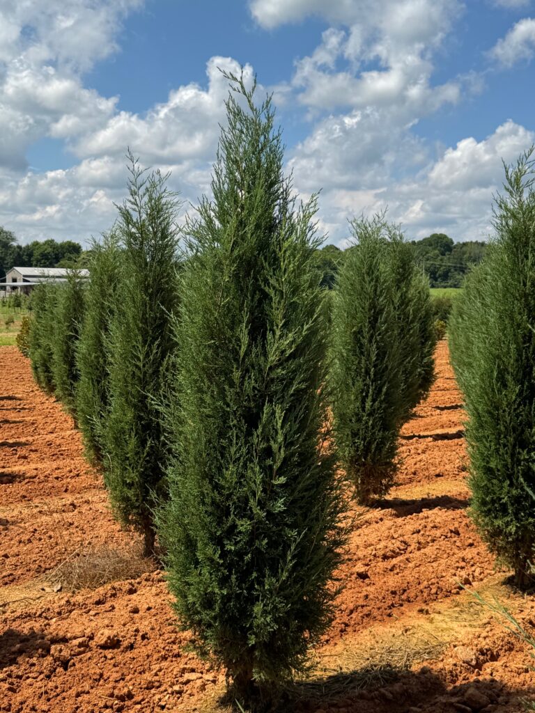 Juniper 'Taylor'