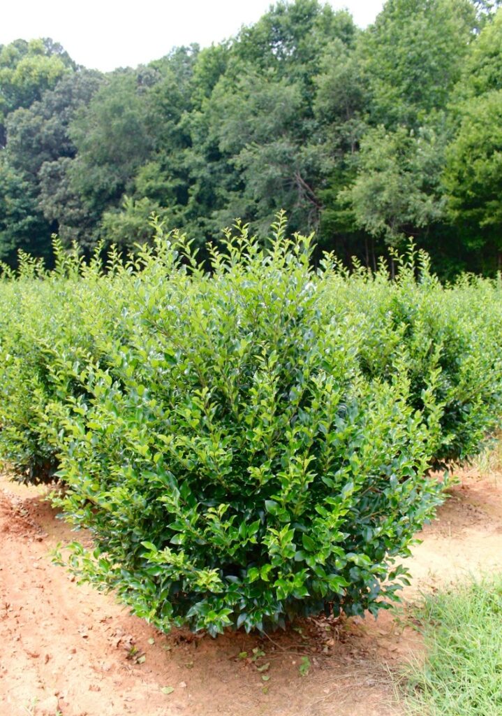 Ligustrum 'Recurvifolium'