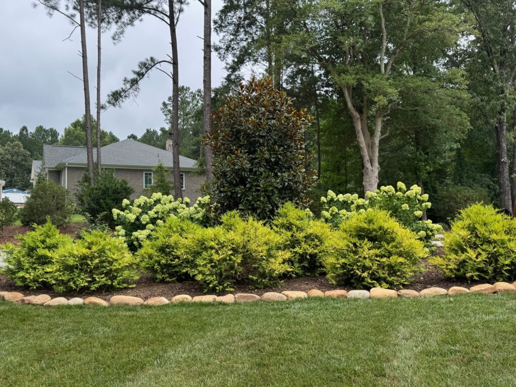 Landscape bed with Magnolia tree, white hydrangeas, and golden evergreen shrubs bordered by stones in a manicured yard.