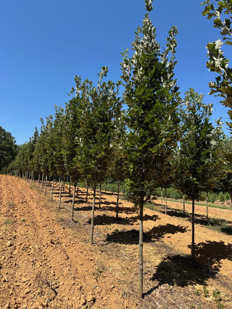 Oak 'Regal Prince®' PP12673