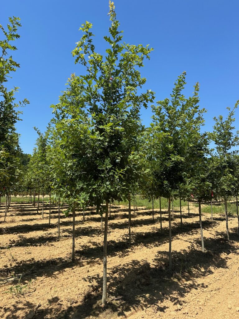 Oak 'Shumard'