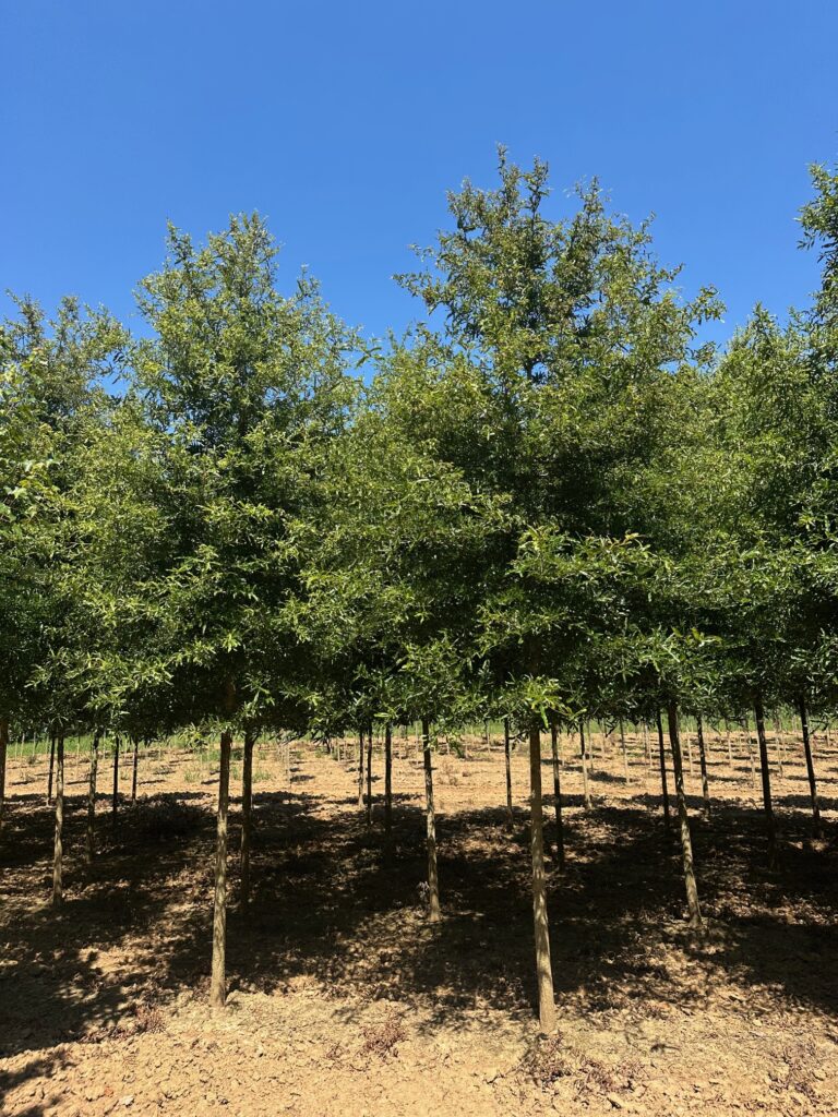 Oak 'Willow'