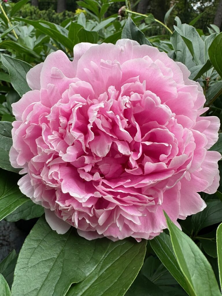 Large, ruffled pink Sarah Bernhardt peony in full bloom surrounded by deep green foliage.