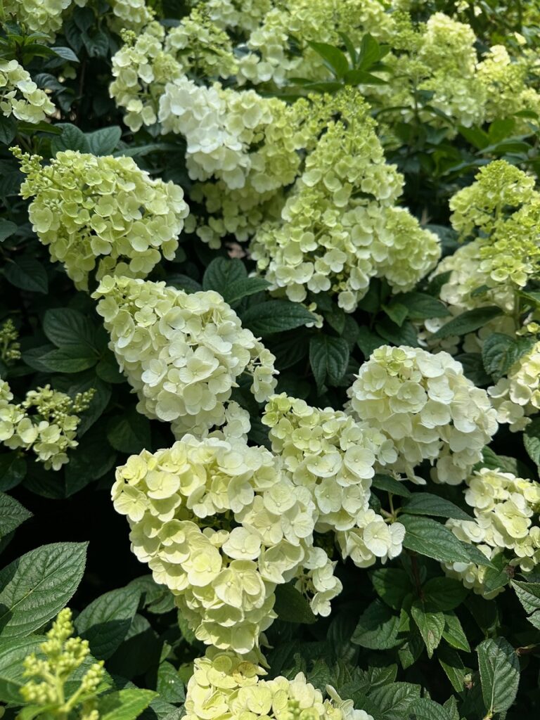 Cone-shaped clusters of creamy white Hydrangea 'Strawberry Sundae' flowers with fresh green foliage.