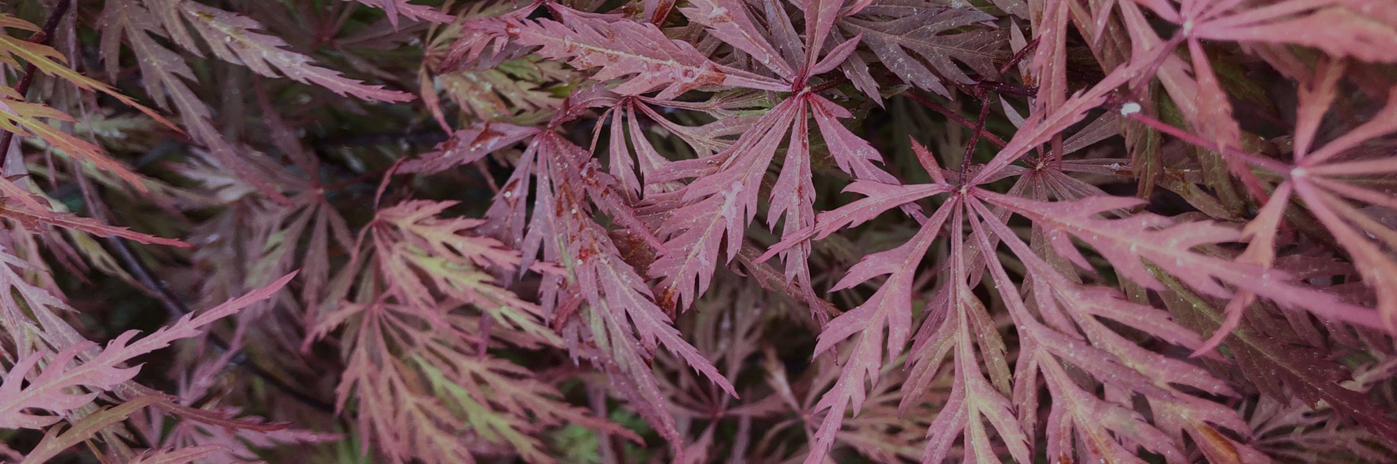 Kirk Davis Nursery