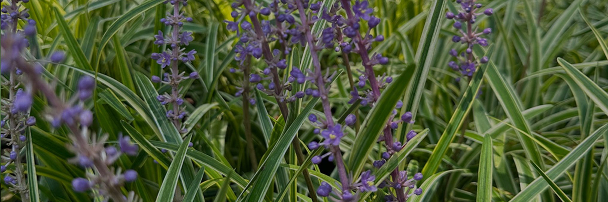 Kirk Davis Nursery