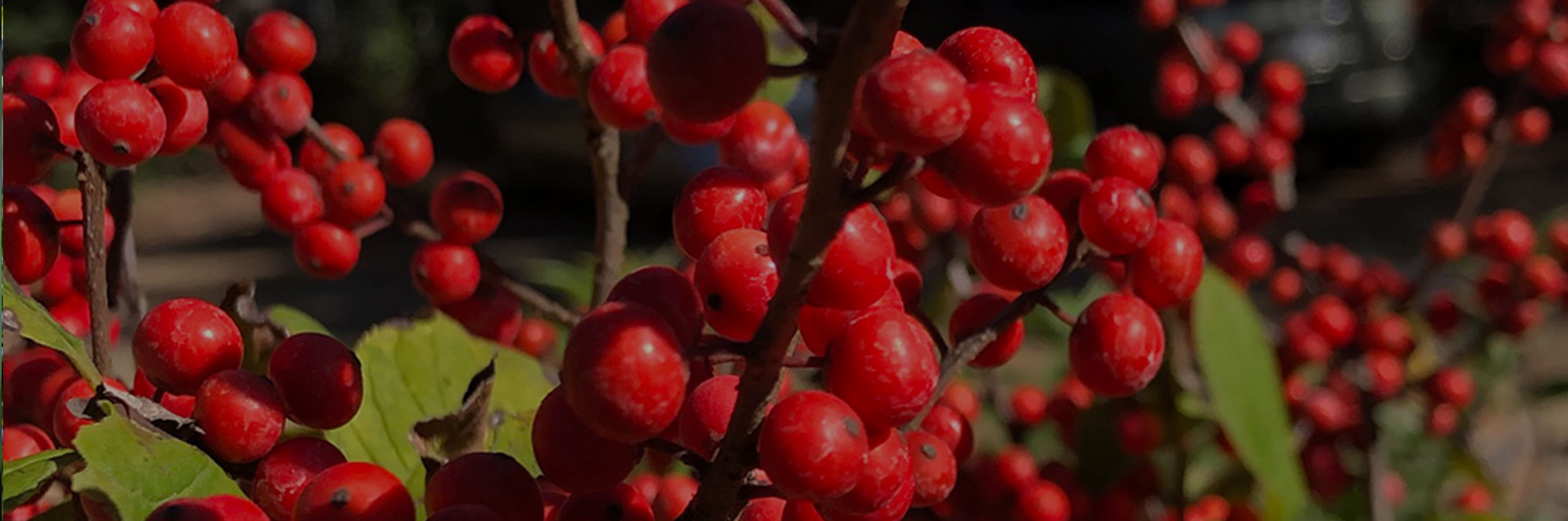 Kirk Davis Nursery