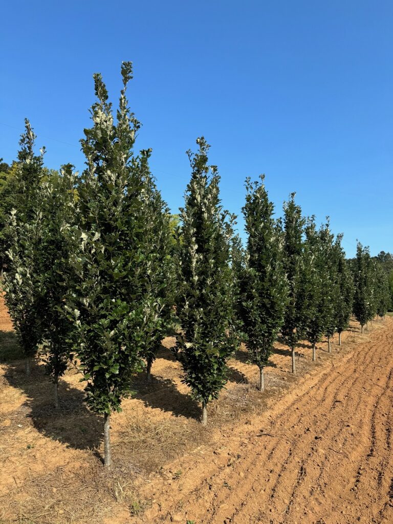 Columnar Oak 'Regal Prince®' PP12673